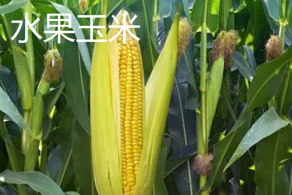 农村有什么赚钱的种植和养殖项目，水果玉米、莴笋、斑嘴鸭等种类值得考虑