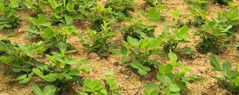 花生什么时候打除草剂，长出3片真叶、杂草进入2-4叶期便可使用