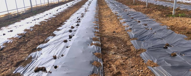农膜保管的知识,主要有以下7点