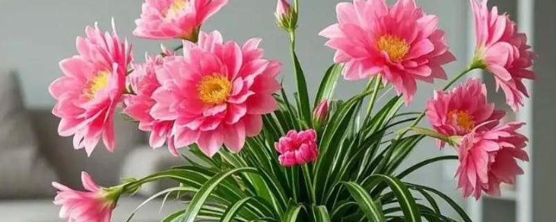 怎么养花才不容易枯萎，需控制好浇水