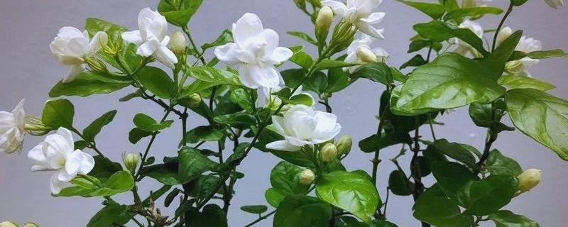 让老桩茉莉多发芽的方法，将枯枝、老枝等枝条剪除可以促进侧芽生长