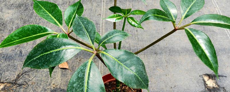 怎么养殖大叶伞，生长期间每隔4-5天浇一次水