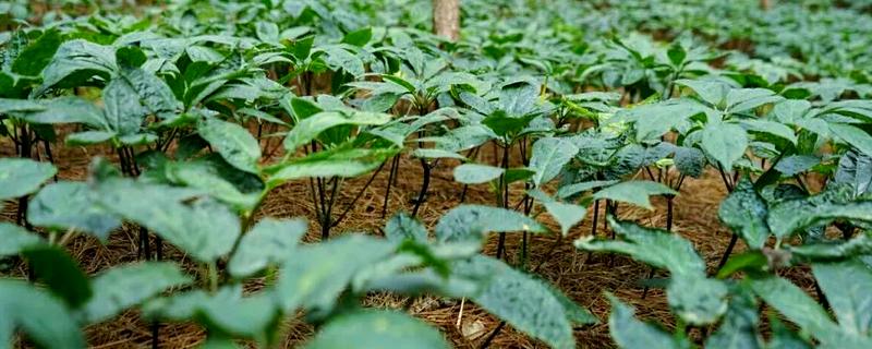 三七盆栽如何种植，花盆深度最好在三十厘米左右