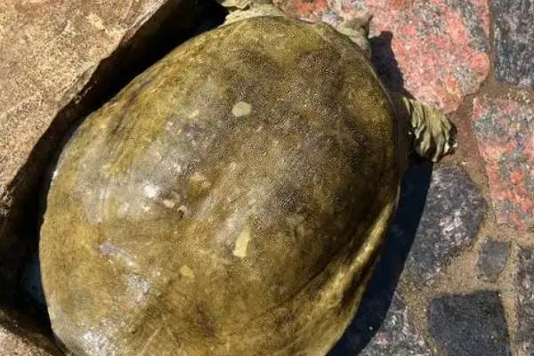 野生甲鱼二斤一般需要养几年，通常需要4年左右