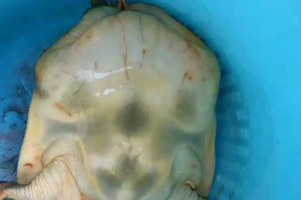 野生甲鱼二斤一般需要养几年，通常需要4年左右