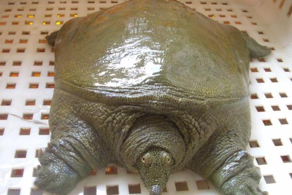 野生甲鱼二斤一般需要养几年，通常需要4年左右