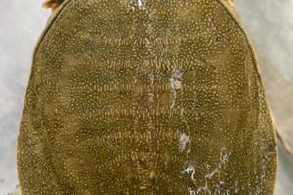 野生甲鱼二斤一般需要养几年，通常需要4年左右