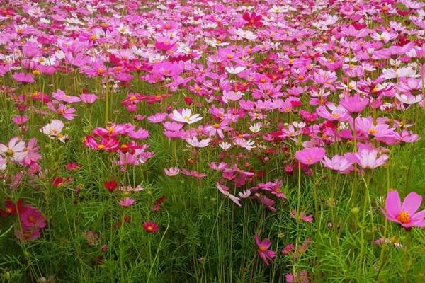 格桑花有没有毒，格桑花一般没有毒