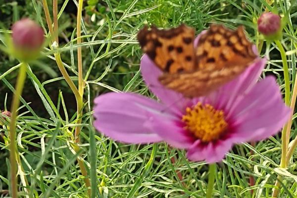 格桑花有没有毒，格桑花一般没有毒