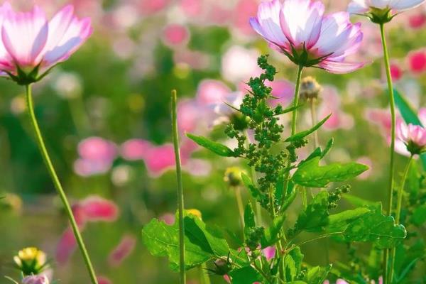 格桑花有没有毒，格桑花一般没有毒