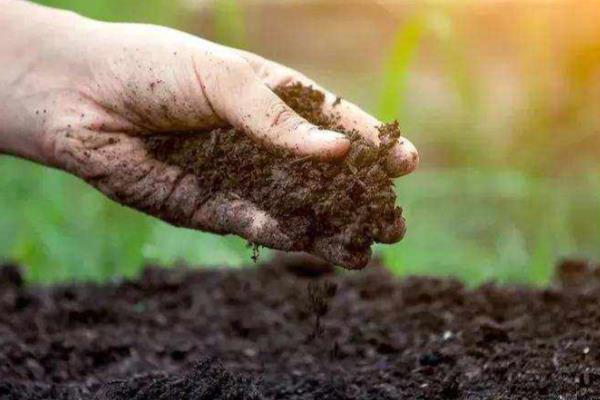 格桑花有没有毒，格桑花一般没有毒