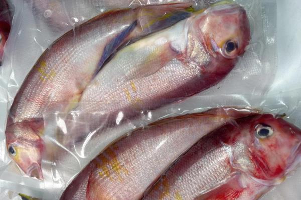 马头鱼是深海鱼吗，不是深海鱼