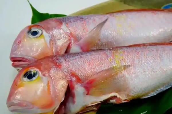 马头鱼是深海鱼吗，不是深海鱼