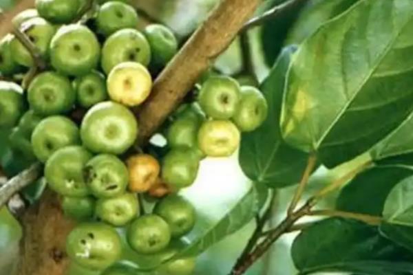 杂色榕的果实能否食用,成熟后可以吃但没什么味道