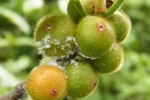 杂色榕的果实能否食用,成熟后可以吃但没什么味道