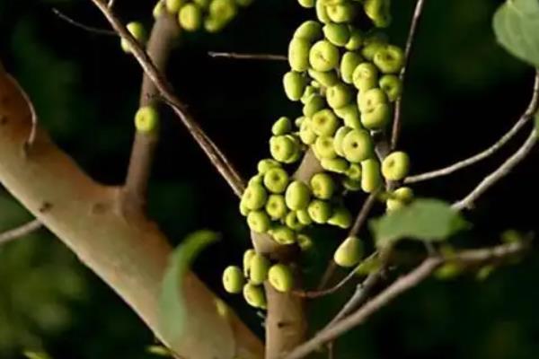 杂色榕的果实能否食用,成熟后可以吃但没什么味道