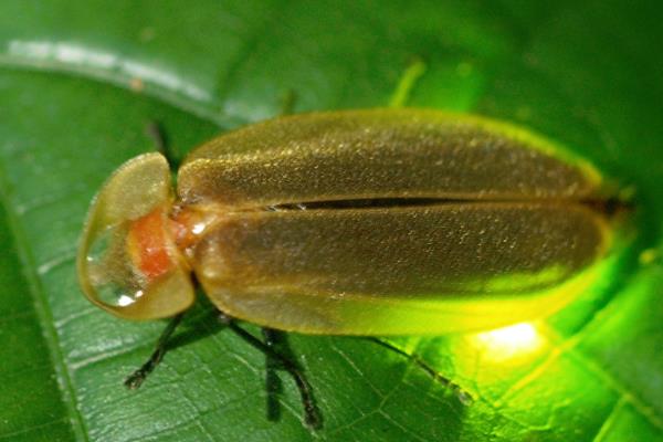 萤火虫成为成虫之后吃什么，需要进食螺类和甲壳类动物