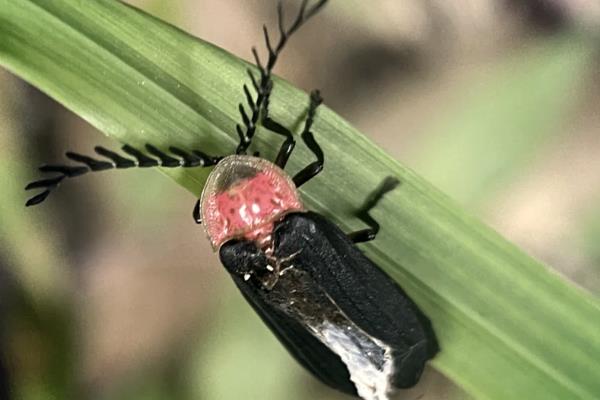 萤火虫成为成虫之后吃什么，需要进食螺类和甲壳类动物