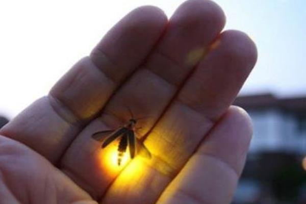 萤火虫成为成虫之后吃什么，需要进食螺类和甲壳类动物