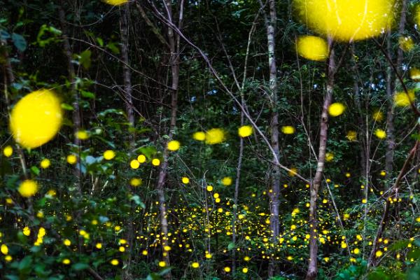 萤火虫成为成虫之后吃什么，需要进食螺类和甲壳类动物