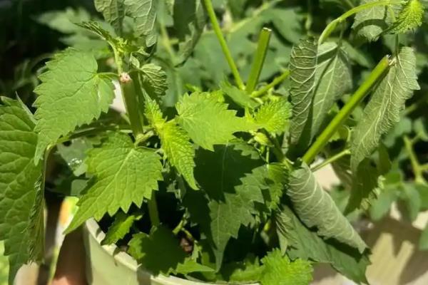 藿香长虫如何处理,点燃蚊香可以熏杀害虫