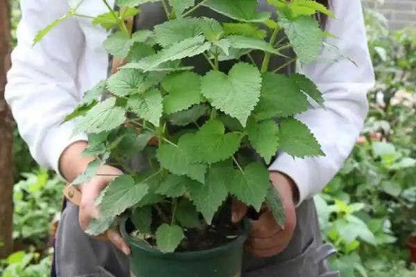 藿香长虫如何处理,点燃蚊香可以熏杀害虫
