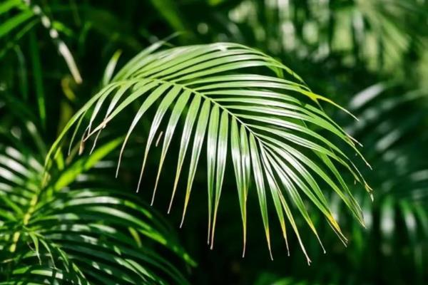 散尾葵能吸收甲醛吗，可以吸收甲醛