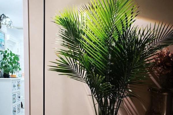 散尾葵能吸收甲醛吗，可以吸收甲醛