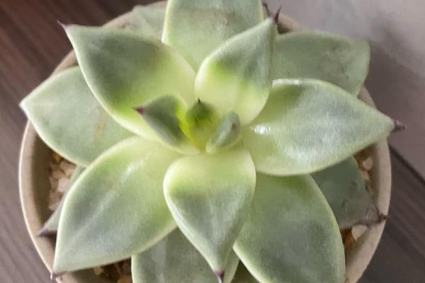 宝石花有什么花语，代表永不凋谢的爱、大富大贵等含义