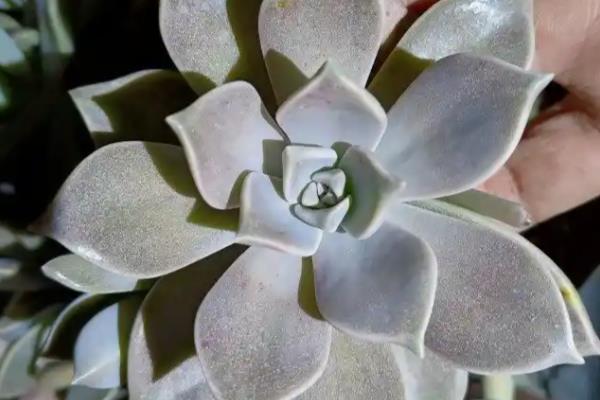 宝石花有什么花语，代表永不凋谢的爱、大富大贵等含义