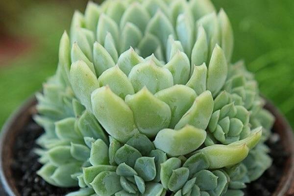 宝石花有什么花语，代表永不凋谢的爱、大富大贵等含义