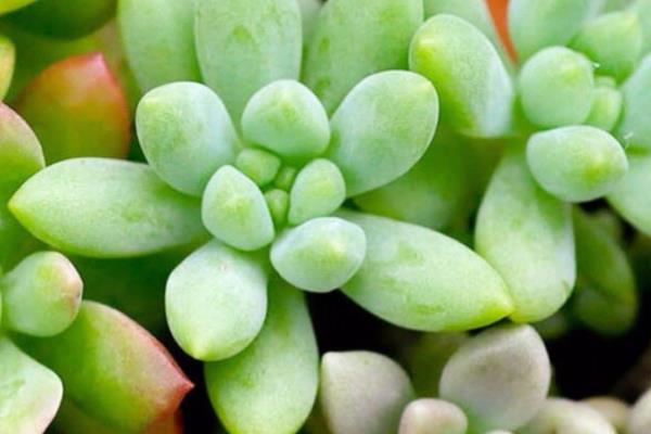 宝石花有什么花语，代表永不凋谢的爱、大富大贵等含义