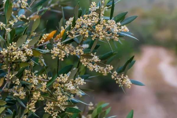 橄榄花的象征，寓意和平与希望