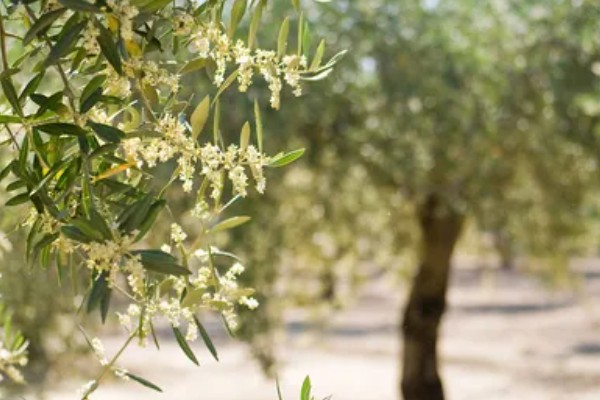 橄榄花的象征，寓意和平与希望