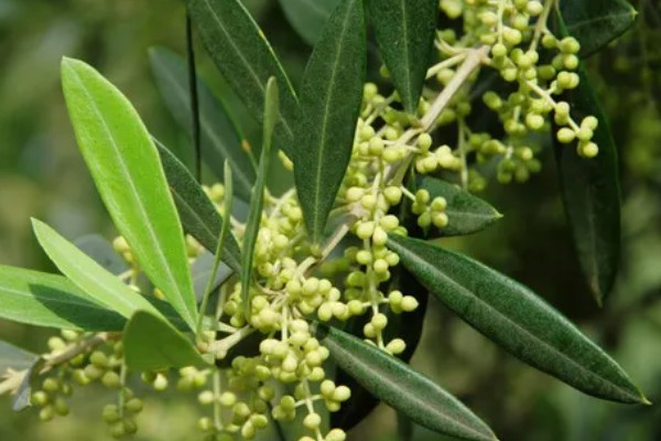 橄榄花的象征，寓意和平与希望