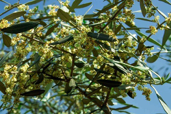 橄榄花的象征，寓意和平与希望