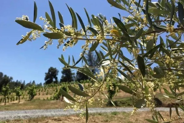 橄榄花的象征，寓意和平与希望