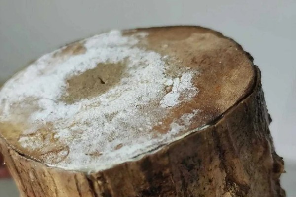 巴西木发霉了能不能存活，处理得当就不会死亡