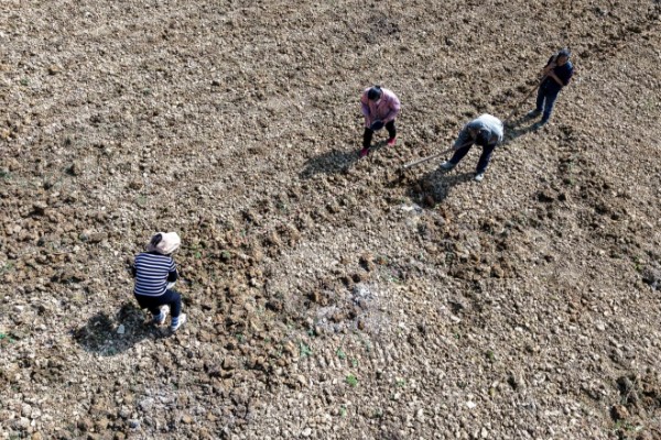 种植秋葵的方法，株距保持在30厘米
