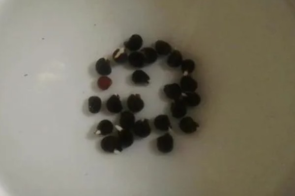 种植秋葵的方法，株距保持在30厘米