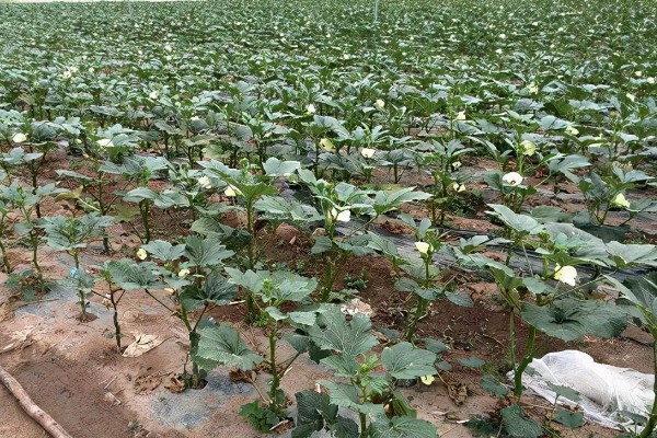 种植秋葵的方法，株距保持在30厘米