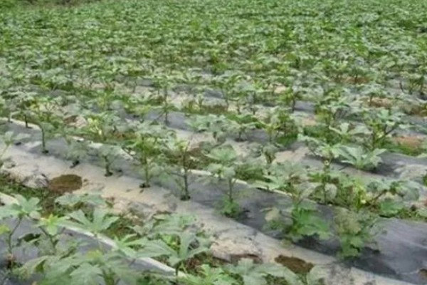 种植秋葵的方法，株距保持在30厘米