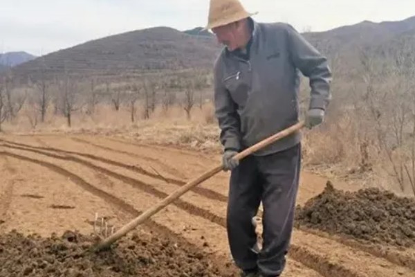 种植秋葵的方法，株距保持在30厘米
