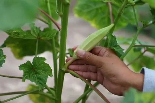 种植秋葵的方法，株距保持在30厘米