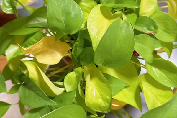 绿萝叶子变黄枯萎的原因，可能是光温不适所致