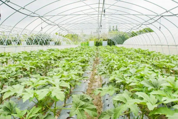 种植秋葵的方法，株距保持在30厘米