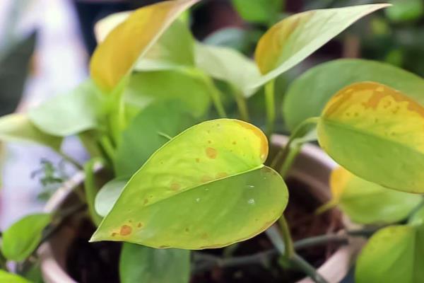 绿萝叶子变黄枯萎的原因，可能是光温不适所致