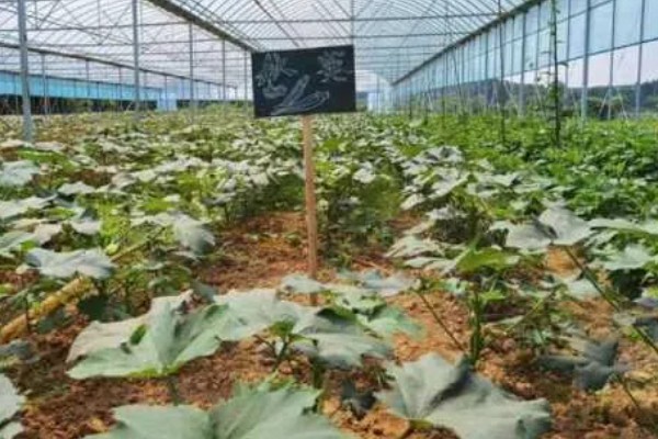 种植秋葵的方法，株距保持在30厘米