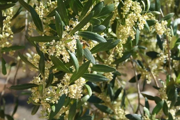 橄榄花的象征，寓意和平与希望