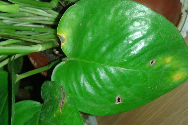 绿萝叶子变黄枯萎的原因，可能是光温不适所致